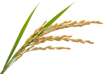 Close-up of ripe rice grains on a plant with green leaves isolated on black background