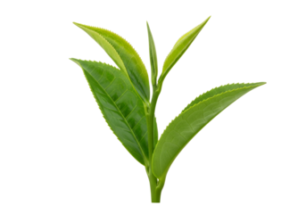Close-up of vibrant green tea plant leaves against a black background illustrating fresh growth