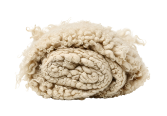 Close-up photograph of a curled sheep wool fleece showcasing intricate textures and natural