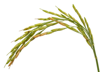 Close-up view of rice plant with grains on a black background for agricultural and botanical themes