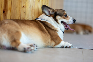 Relaxed Corgi Dog Lying on Floor in Cozy Indoor Setting
