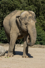 Eléphant