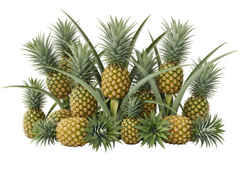 Fototapeta premium Collection of ripe tropical pineapples with spiky leaves on black background