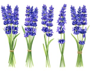 Fototapeta premium Fresh Lavender Bouquets Arranged in a Row on a White Background for Decorative Use