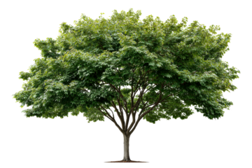 Lush green tree with expansive canopy at day