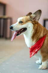 Smiling Corgi Dog with Red Bandana in a Cozy Setting