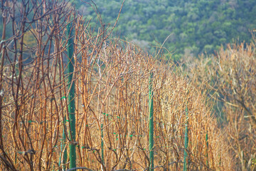 Dormant vineyard rows with support stakes in autumn. Montenegro wine region. Sustainable...