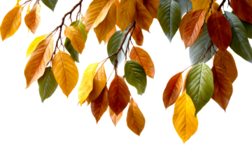 Branches with colorful autumn leaves transition from green to yellow and orange
