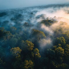 Misty Forest Sunrise Aerial View. Possible Use Nature Stock