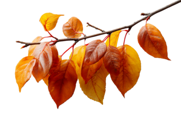 Autumn leaves on branch, clear backdrop