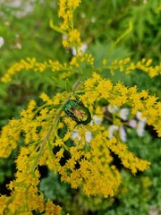 Rose chafer on Solidago plant.  Green shiny beetle and yellow blooming plants.

