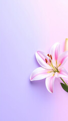 Fototapeta premium English: Pink lily flower on pastel gradient background, minimalist composition