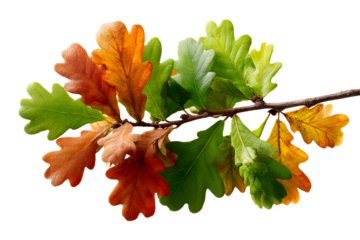 Branch with Oak Leaves Transitioning from Green to Autumn Colors