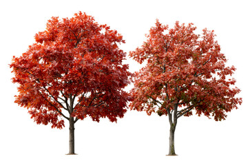 Two deciduous trees with vibrant red and orange leaves stand against a white background
