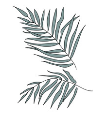 Two palm leaves. Tropical exotic branches with long feathery leaves. Jungle plant. Natural botanical design element. Flat vector illustration, isolated on white background