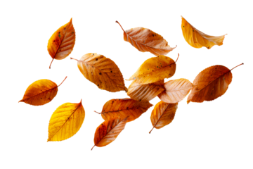 Autumn leaves on transparent bg