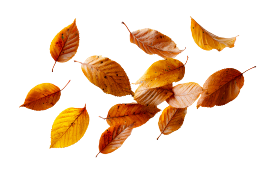 Autumn leaves on transparent bg