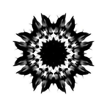 gobo texture shadows black sunflower petals in circular monochrome style