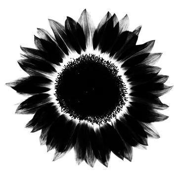 gobo texture shadows sunflower petal and seed radial symmetry design