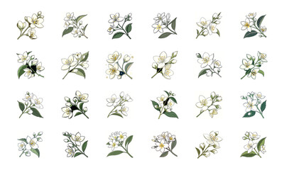 Beautiful Collection of 24 Colorful Hand-Drawn Floral Illustrations Featuring Roses, Tulips, Daisies, Lilies, Hibiscus, Marigolds, Orchids, Jasmine, and Pansies in Elegant Botanical Styles for Decorat