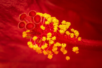Focus stacking closeup on an hibiscus flower with detailled view of pistils, stamen and pollen
