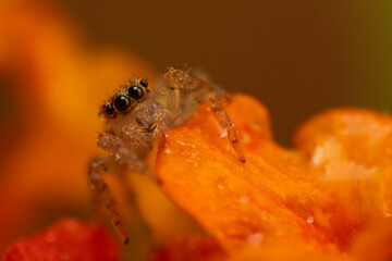 Close-up photo of a spider. Jumping spider. Natural background.