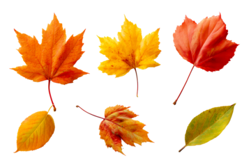 Autumn leaves collection showcasing vibrant colors