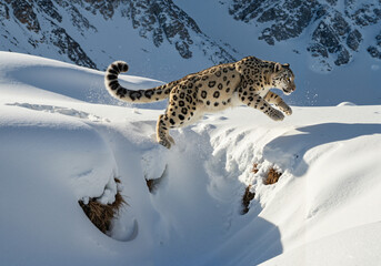 Obraz premium Snow leopard jumping over snowy mountain landscape in winter