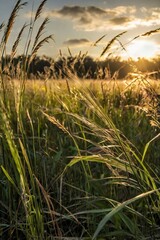 Fototapeta premium wheat field at sunset