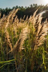 wheat field in the wind