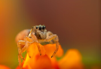 Close-up photo of a spider. Jumping spider. Natural background.