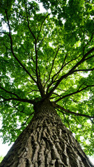 Majestic tree canopy view