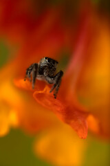 Close-up photo of a spider. Jumping spider. Natural background.