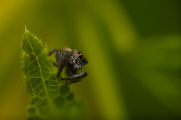 Close-up photo of a spider. Jumping spider. Natural background.