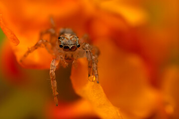 Close-up photo of a spider. Jumping spider. Natural background.