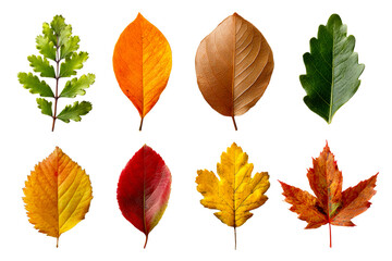 Collection of eight diverse autumn leaves in varying colors and textures