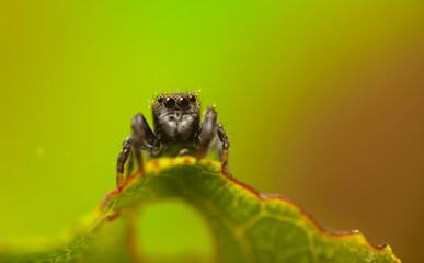 Close-up photo of a spider. Jumping spider. Natural background.