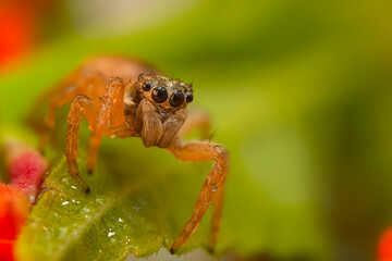 Close-up photo of a spider. Jumping spider. Natural background.