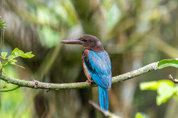 
A portrait of a White-throated Kingfisher, with vibrant blue feathers on its back and wings, a...