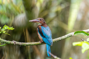 
A portrait of a White-throated Kingfisher, with vibrant blue feathers on its back and wings, a...