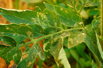 Close-up photo of tomato leaves damaged by various diseases and pests: flesh of leaves from inside...