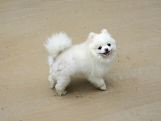 white pomeranian dog