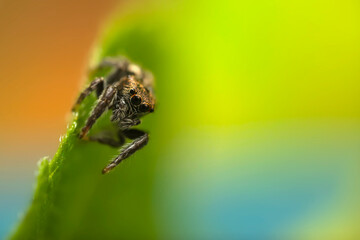 Close-up photo of a spider. Jumping spider. Natural background.