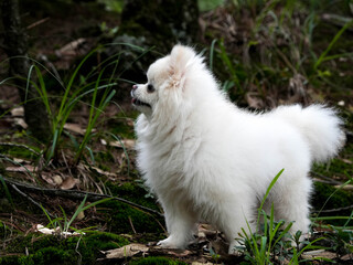 white pomeranian dog