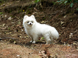 white pomeranian dog