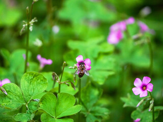 bee on flower