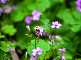 purple flowers in the garden