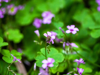 bee on flower