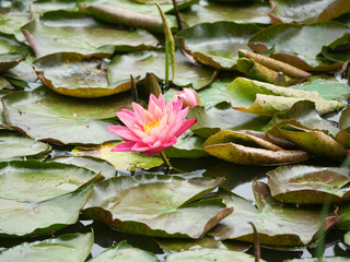 pink water lily