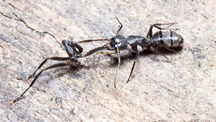 ant on the ground